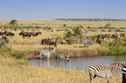 The best 5 days of the greatest Masai Mara Kenya safari 2024 and 2025